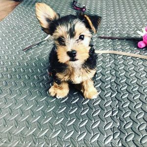 Meet your Posher, Lesley